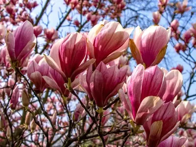 La Guía Definitiva para el Cultivo Exitoso de Magnolias: Variedades, Cuidado y Solución de Problemas