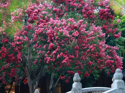 Lagerstroemia Indica: El árbol de Júpiter, una maravilla para tu jardín