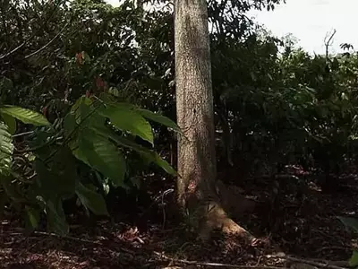 Auditorías de Cacao: Datos Alterados en Costa de Marfil Revelan Desafíos en Sostenibilidad