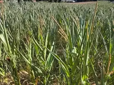 La Sequía Castiga a Galicia: Maíz Forrajero se Reduce hasta un 60% y Aumenta la Presión en la Producción Lechera