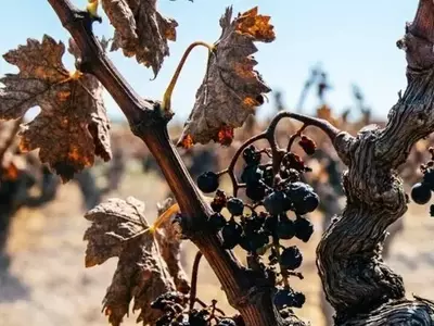 Ola de Calor Impulsa Cosecha Temprana en Viñedos Españoles