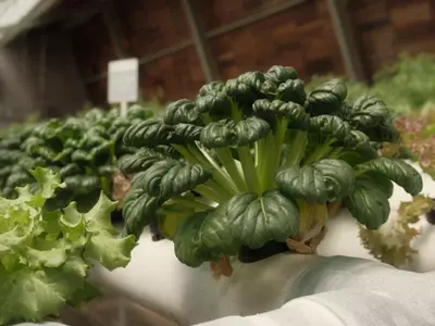 Cultivo sin Suelo: La Revolución de los Invernaderos Hidropónicos