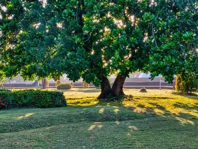 Guía Definitiva para Seleccionar Árboles de Rápido Crecimiento y Disfrutar de Sombra Inmediata en tu Jardín