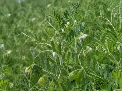 Argentina: Maíz alcanza rendimientos históricos tras legumbres de invierno