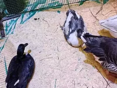Los Peligros Ocultos del Grano Recién Cosechado para la Salud de los Patos