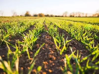 El agotamiento de fósforo en Estados Unidos y la promesa del reciclaje agrícola