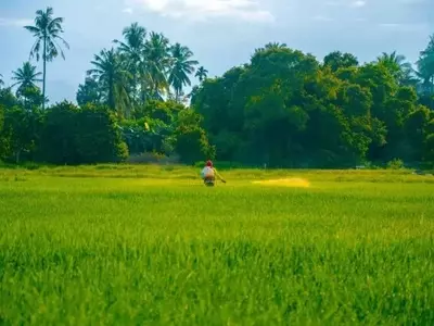 Samoa y Tonga: Una Mirada a la Revitalización Agrícola Tradicional Frente al Cambio Climático