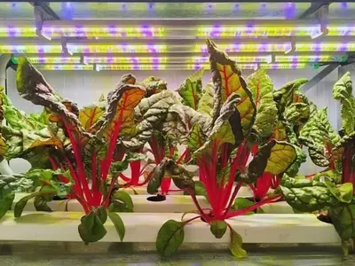 Revolución Agrícola en Mendoza: La Agricultura Vertical Multiplica Rendimientos y Optimiza el Uso del Agua