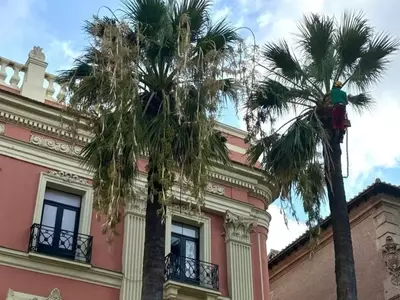 Murcia Inicia Operativo de Poda de Palmeras para Garantizar Seguridad y Salud Vegetal
