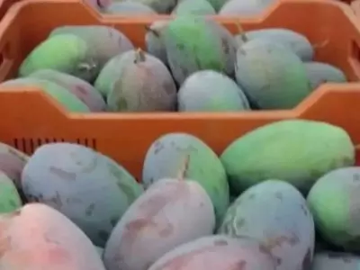 La Cosecha Española de Mango 2026: Proyecciones, Desafíos y Estrategias Comerciales