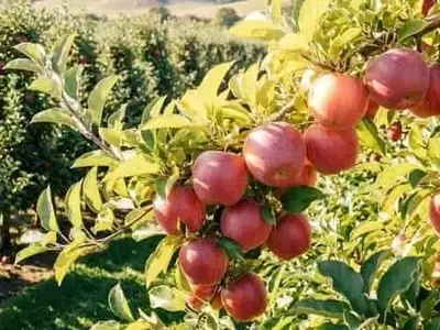 Mejora de la Retención de Nitrógeno en Huertos de Manzanos Mediante Cal y Fertilizante Orgánico