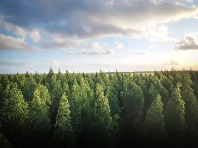 Optimización y Manejo Sostenible de Plantaciones de Eucalipto