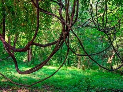 La Poda de Lianas Supera a la Plantación de Árboles en la Restauración de Bosques Tropicales