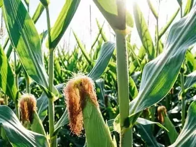 Brasil impulsa la producción de bioinsecticidas con una importante ampliación de su principal fábrica de baculovirus