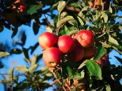 Cal y Materia Orgánica: Claves para Retener Nitrógeno en Suelos de Manzanos