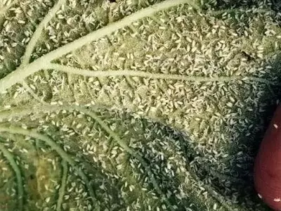 Detectan Mosca Blanca en Cultivos de Tomate en Florida Mediante Tecnología Satelital