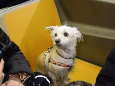 Canine Companions: Dogs Navigating the NYC Subway