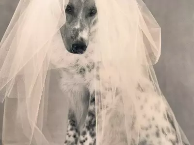 A Whimsical Canine Wedding: Revisiting 'Puppy Love' from Vogue's 1998 Archives