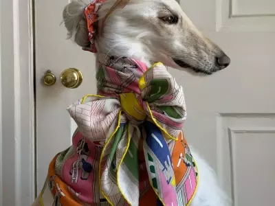 Samantha: The Afghan Hound Redefining Canine Chic