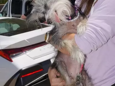 The Charm of the Unconventional: Celebrating the World's Ugliest Dogs