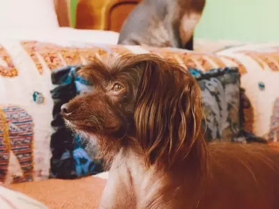 Lena Dunham and Her Beloved Canine Companions: Ingrid and Cornichon