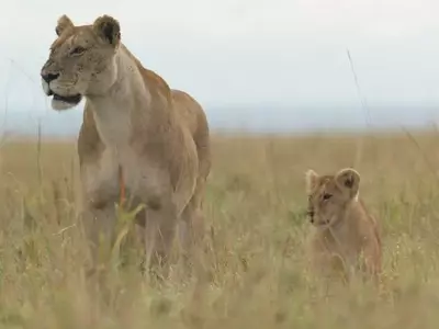 National Geographic's "Lion" Chronicles a Cub's Remarkable Journey