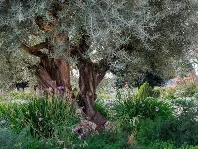 Creación de Jardines Mediterráneos Resilientes: Diseño Sostenible y Estética Duradera