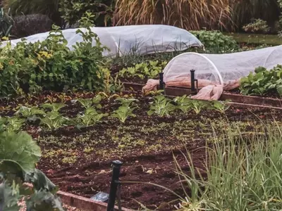 Guía Completa para un Huerto Productivo en Otoño: Siembra y Cosecha