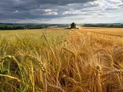 La Resiliencia de la Cebada de Invierno en Alemania: Una Cosecha Desafiante pero Exitosa