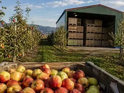 Pronóstico Preocupante: Cosecha de Manzanas de la UE en 2026 Alcanzará Mínimos Históricos