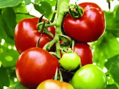 La ventana crítica para la resiliencia del tomate frente a la sequía