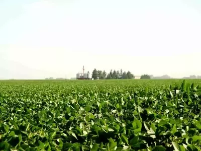 Córdoba Extiende Restricción a Herbicida 2,4-D: Protección Agrícola Prioritaria