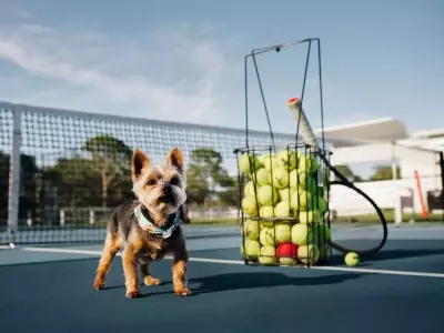 Serena Williams's Canine Companion: The Unbreakable Bond with Chip