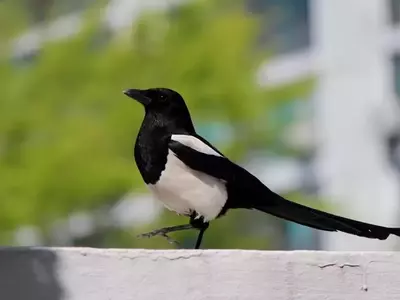 La Influencia Transformadora de la Naturaleza en el Bienestar Urbano
