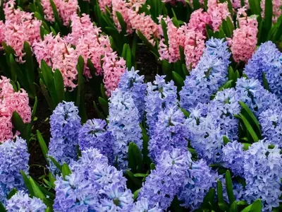 Jacintos en Agua: Guía Definitiva para una Floración Invernal Anticipada