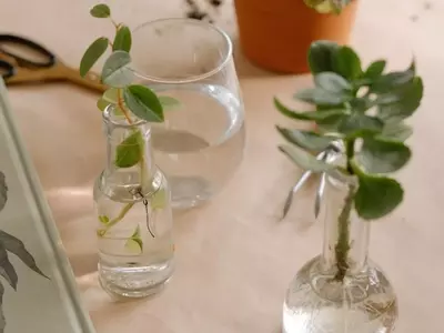 Cultivo Acuático: Una Guía Completa para la Propagación Vegetal sin Tierra
