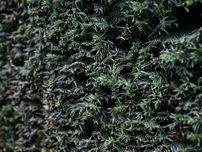 Guía Completa para Crear Setos de Hoja Perenne: Privacidad y Belleza Natural Durante Todo el Año