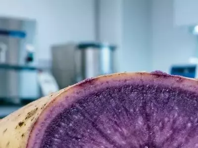 Mejora de la papa morada mediante edición genética sin ADN foráneo