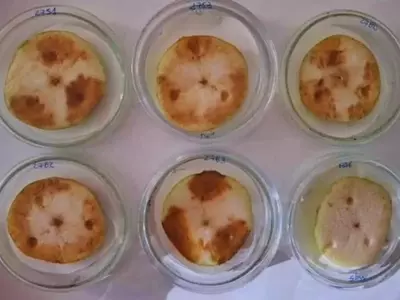 Un Nuevo Agente Bacteriano, Rahnella aceris, Causa Pudrición en Peras Argentinas