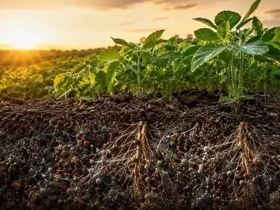 La interconexión entre el suelo, las plantas y los microorganismos impulsa una agricultura más sostenible