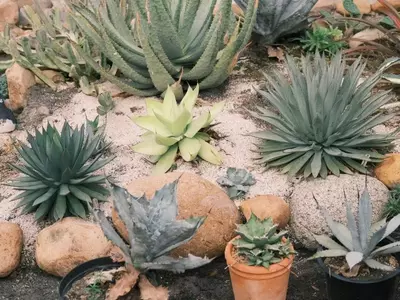 Creando Oasis Verdes: Jardines Sostenibles de Bajo Consumo de Agua