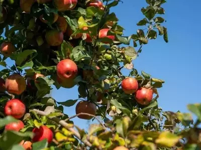Impacto Climático Diferencial en Cultivos Alemanes: Trigo en Declive y Manzanos con Ventaja Temporal
