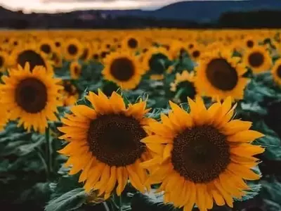 El Girasol: Un Cultivo Estratégico para la Recuperación y Salud del Suelo Agrícola