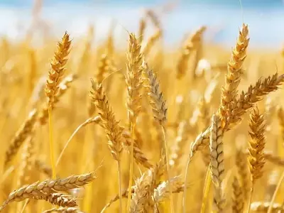 Mafix: Fertilizante de Silicato para la Captura de Carbono y el Cultivo Sostenible