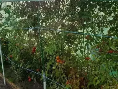 Manejo del Tizón Tardío en Cultivos de Tomate: Estrategias de Prevención en Invernaderos