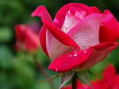 Técnicas Avanzadas para la Propagación de Rosas: Injerto y Semilla