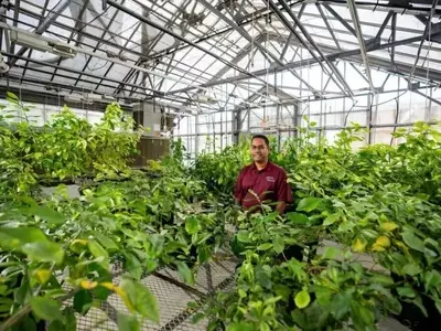 Terapia Innovadora con Espinacas para la Enfermedad del Enverdecimiento de los Cítricos en EE. UU.