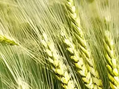 Avances de Suecia en la Cebada Perenne: Un Futuro para la Agricultura Sostenible
