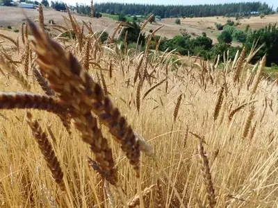 Trigos Chilenos Tradicionales: Una Esperanza Ante la Sequía Extrema