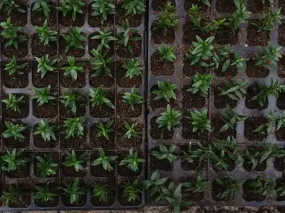Guía para el Cultivo Exitoso de Semillas: Evitando Errores Comunes